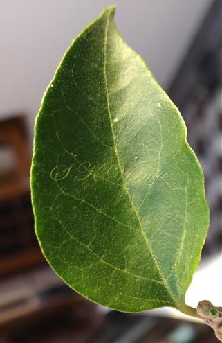   Leaf (Adaxial View)-Puberululous